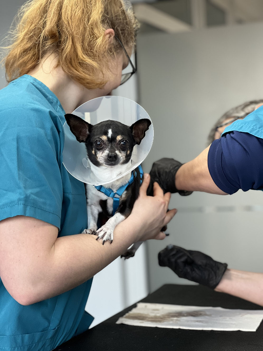 Tierarzt untersucht Hund in Gifhorn Gamsen